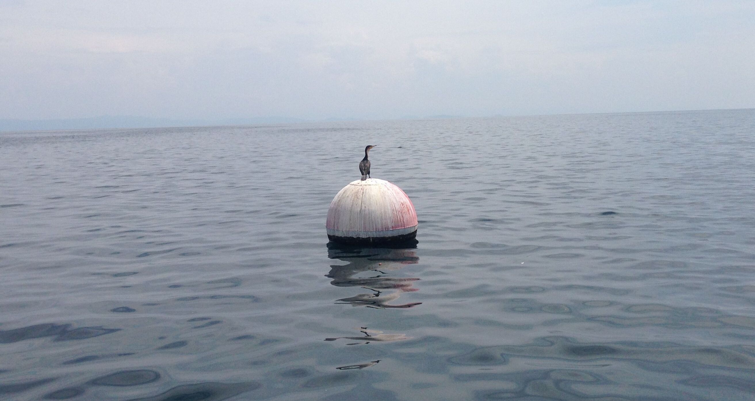 The fascinating life of a cormorant bird